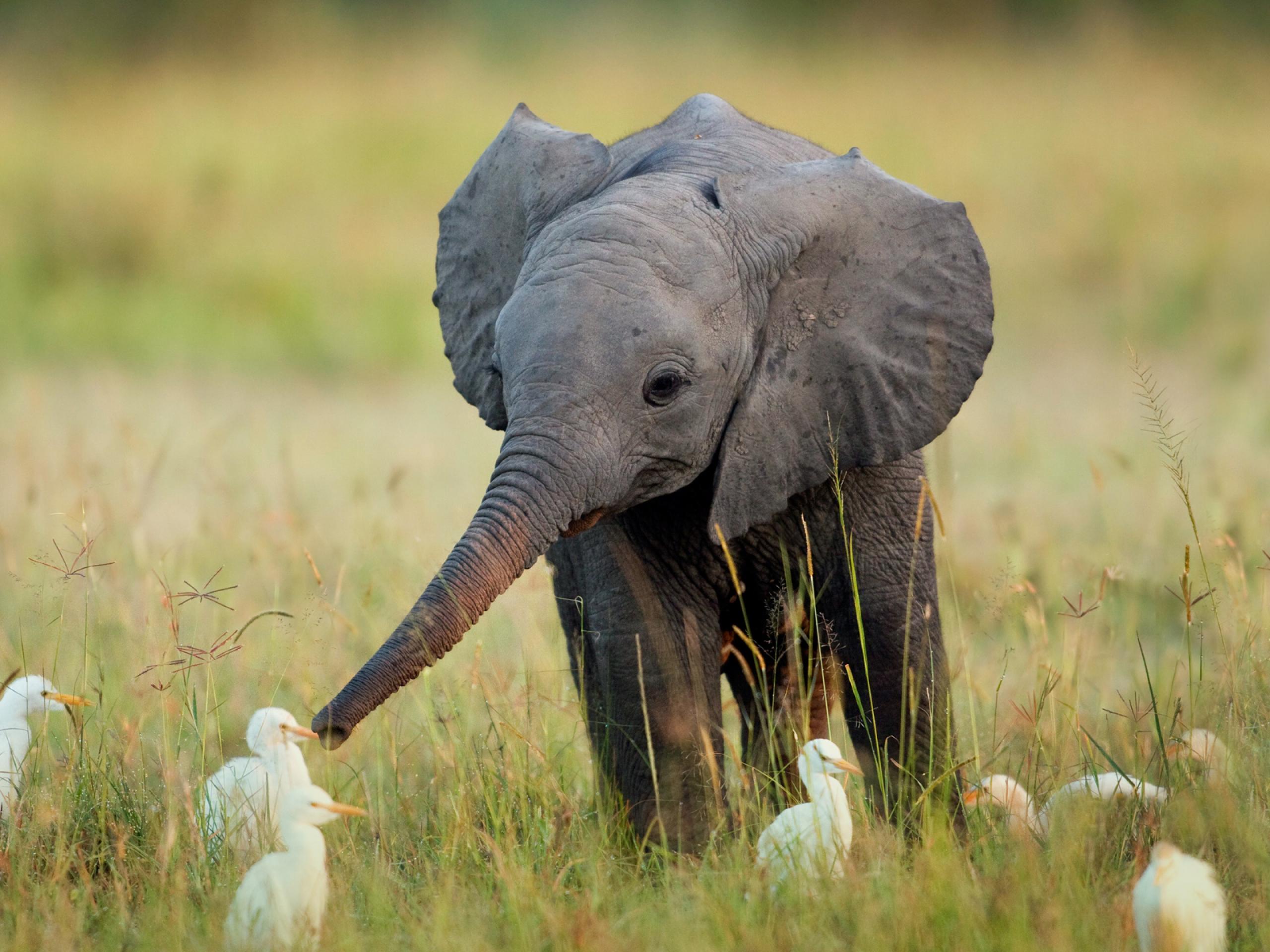 baby elephant | Fight for Rhinos