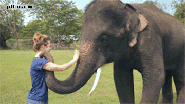 Gif file of elephant cuddling and waving to a woman