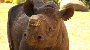 black rhino dehorn