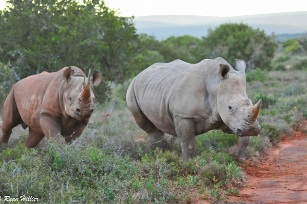 https://fightforrhinos.files.wordpress.com/2014/04/black-and-white-rhinos-by-ryan-hillier.png