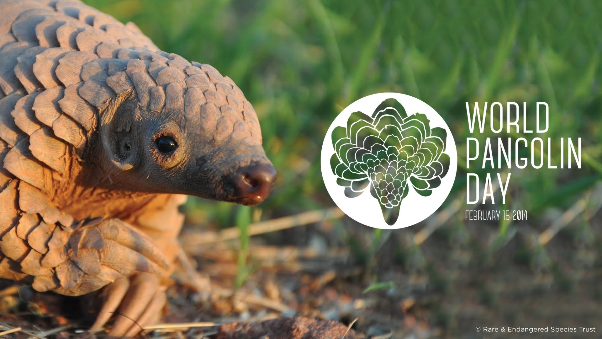 Pangolins | Fight for Rhinos1920 x 1080